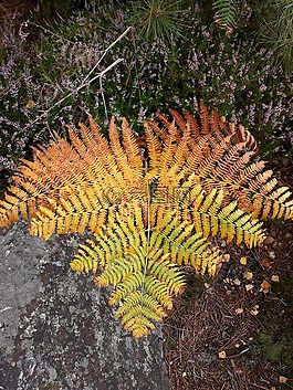 植物,褪色的,鮮艷的色彩