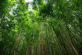 竹,森林,徒步旅行