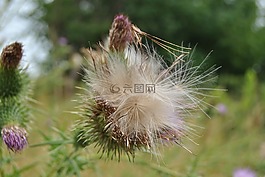 普法爾茨,花,克林根明斯特