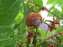 蝸牛,殼,性質(zhì)