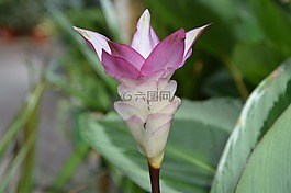 花,calathéa bicajoux,粉紅色的花朵