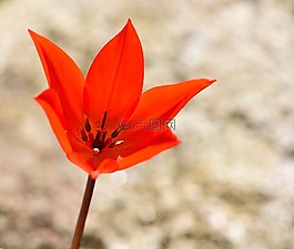明星郁金香,紅色,花
