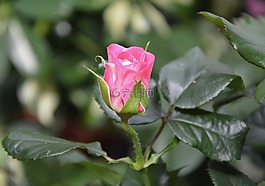 粉色,顏色粉色,花