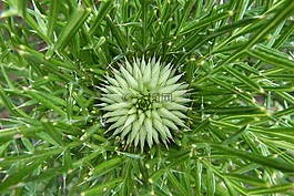 水飛薊,花的領(lǐng)域,春