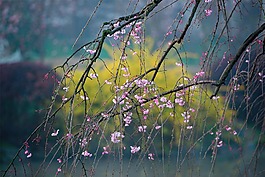 春天,櫻花,花