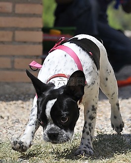 法國(guó)斗牛犬,狗,寵物