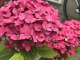 廠,花,開花