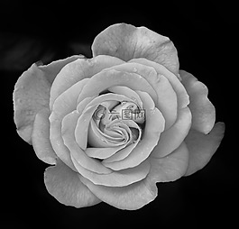 玫瑰,花,開花