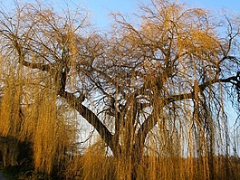 垂柳,牧场,树