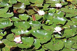 睡蓮,水,花