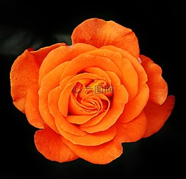 玫瑰,橙,花