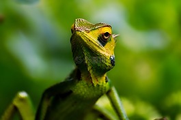 蜥蜴,爬行動物,野生動物