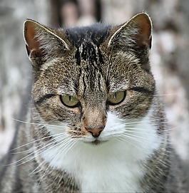 貓,動物,寵物