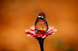 蝴蝶,昆蟲,花