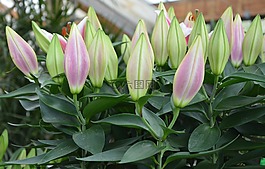 鮮花,芽,calathéa bicajoux