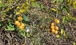 duranta,浆果,黄色
