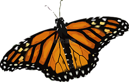 蝴蝶,帝王蝶,danaus plexippus