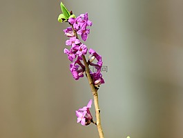 第一个达芙妮,春天,3 月