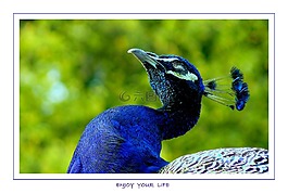 鳥,鳥類,動(dòng)物