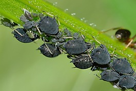 蚜蟲,動植物衛生檢驗局,蠶豆