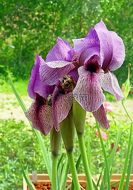 花,虹膜,花園
