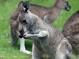 袋鼠,澳大利亞,野生動物