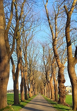路,樹,天空