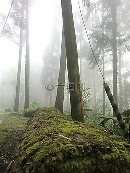 草地,秋天,背景