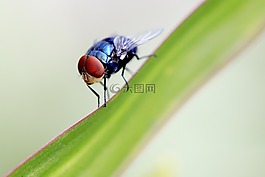 飛,夏天,戶外