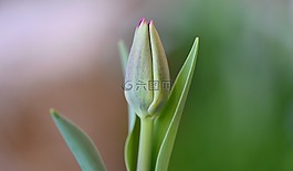 郁金香,花,關(guān)閉