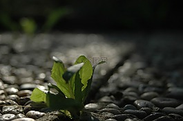 電阻,新生活,廠