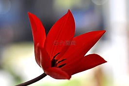 郁金香,明星郁金香,开花
