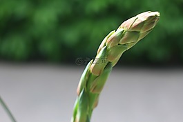 花,綠色,葉子