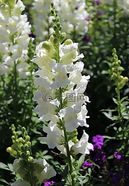 蜀葵,花,白