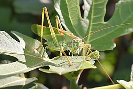 蚱蜢,綠色,動物