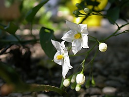 開花,關(guān)閉,白色的花