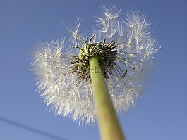蒲公英,種子,關(guān)閉
