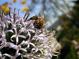 蜜蜂,花蜜,開花