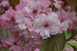 櫻桃,開花,春