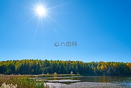 森林,樹,分支