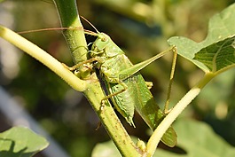 蚱蜢,動物,昆蟲