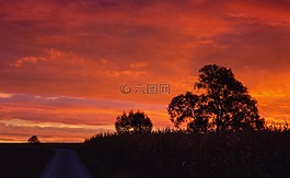 樹,樹木,景觀
