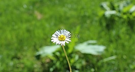 雛菊,草,性質(zhì)