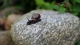 蜗牛,害虫,园林害虫