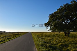 开放天空,景观,树