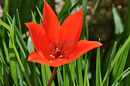 明星郁金香,花,廠
