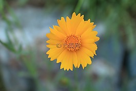 鮮花,野花,黃色花