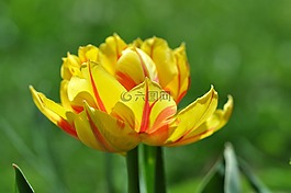 郁金香,花,開花