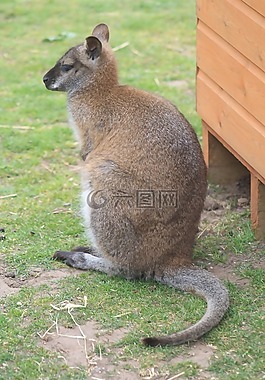 袋鼠,動物,野生動物