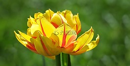 郁金香,花,開花
